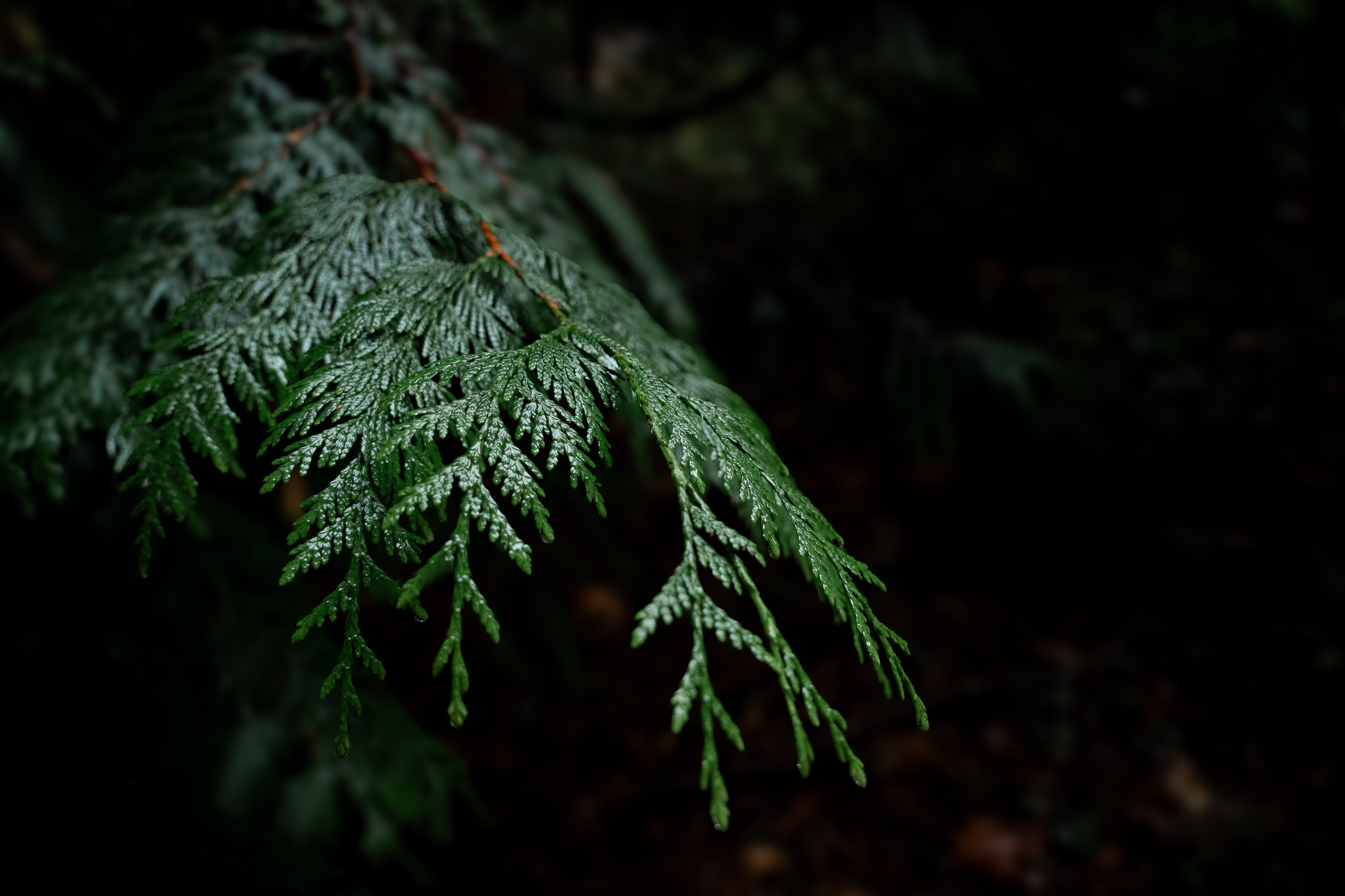 Close up of pine leaf